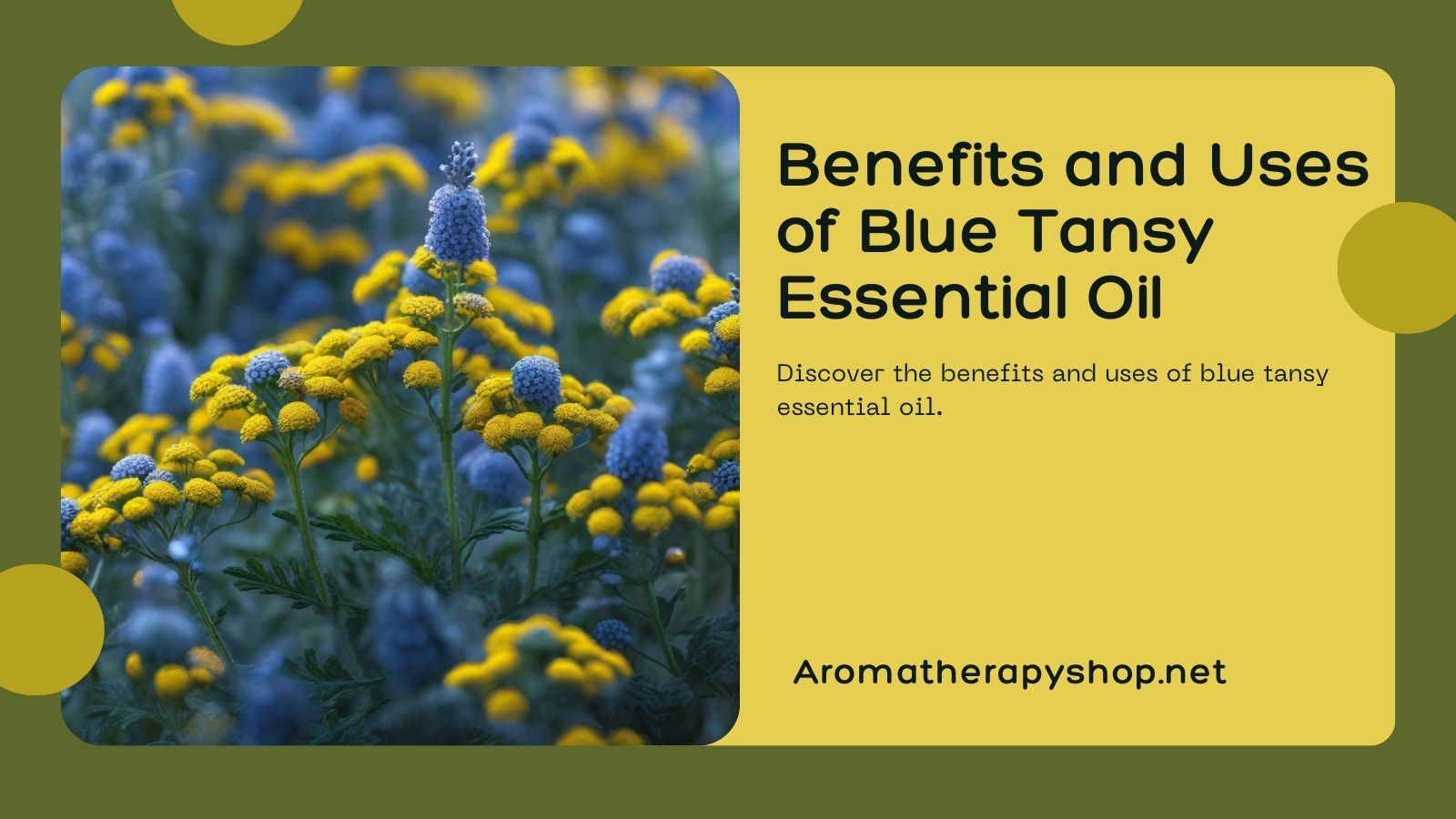 Benefits and Uses of Blue Tansy Essential Oil - Aromatherapy Shop